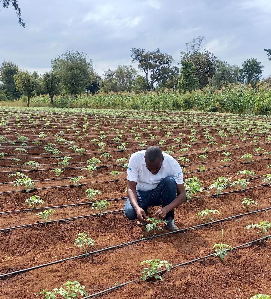 On-farm agronomic support